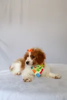 Bubbles, a female Miniature Goldendoodle for sale in Orlando, FL – 5 of 8