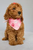 Ruby, a female Goldendoodle for sale in Orlando, FL – 3 of 9