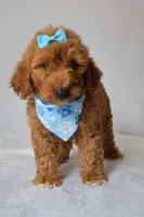 Gracie, a female Goldendoodle for sale in Orlando, FL – 3 of 8