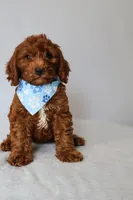 Milo, a male Goldendoodle for sale in Orlando, FL – 1 of 6
