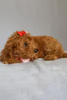 Ruby, a female Goldendoodle for sale in Orlando, FL – 4 of 9