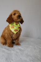 Charlie, a male Goldendoodle for sale in Orlando, FL – 7 of 8