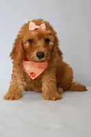 Penny, a female Goldendoodle for sale in Orlando, FL – 3 of 6