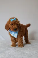 Gracie, a female Goldendoodle for sale in Orlando, FL – 4 of 8