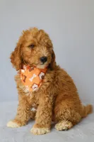 Zeus, a male Goldendoodle for sale in Orlando, FL – 3 of 8