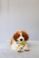 Bubbles, a female Miniature Goldendoodle for sale in Orlando, FL – 2 of 8