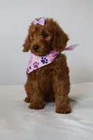 June, a female Goldendoodle for sale in Orlando, FL – 3 of 7