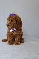 Zoe, a female Goldendoodle for sale in Orlando, FL – 5 of 8