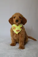 Charlie, a male Goldendoodle for sale in Orlando, FL – 1 of 8