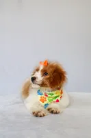 Bubbles, a female Miniature Goldendoodle for sale in Orlando, FL – 3 of 8