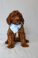 Milo, a male Goldendoodle for sale in Orlando, FL – 4 of 6