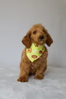 Charlie, a male Goldendoodle for sale in Orlando, FL – 3 of 8