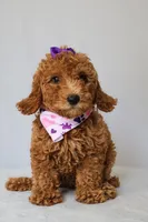 Zoe, a female Goldendoodle for sale in Orlando, FL – 1 of 8
