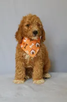 Zeus, a male Goldendoodle for sale in Orlando, FL – 4 of 8