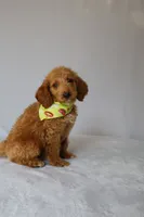 Charlie, a male Goldendoodle for sale in Orlando, FL – 4 of 8