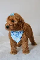 Gracie, a female Goldendoodle for sale in Orlando, FL – 2 of 8