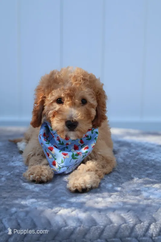 Zoey – Miniature Goldendoodle puppy for sale in Orlando, FL