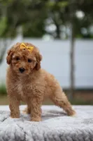 Zoey, a female Miniature Goldendoodle for sale in Orlando, FL – Photo 5 of 5