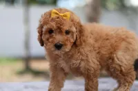Zoey, a female Miniature Goldendoodle for sale in Orlando, FL – Photo 2 of 5