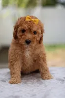 Zoey, a female Miniature Goldendoodle for sale in Orlando, FL – Photo 1 of 5