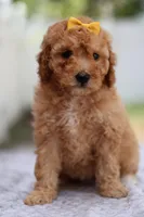 Zoey, a female Miniature Goldendoodle for sale in Orlando, FL – Photo 3 of 5