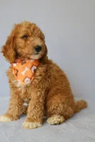Zeus, a male Goldendoodle for sale in Orlando, FL – 7 of 8