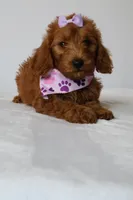 June, a female Goldendoodle for sale in Orlando, FL – 4 of 7