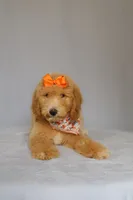 Lilly, a female Goldendoodle for sale in Orlando, FL – 3 of 9