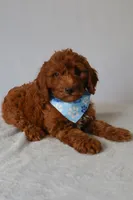 Milo, a male Goldendoodle for sale in Orlando, FL – 3 of 6
