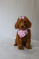 June, a female Goldendoodle for sale in Orlando, FL – 6 of 7