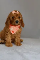 Penny, a female Goldendoodle for sale in Orlando, FL – 5 of 6