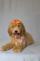 Lilly, a female Goldendoodle for sale in Orlando, FL – 6 of 9