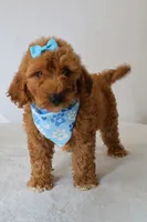 Gracie, a female Goldendoodle for sale in Orlando, FL – 7 of 8