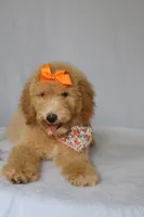 Lilly, a female Goldendoodle for sale in Orlando, FL – 4 of 9