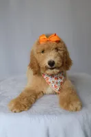 Lilly, a female Goldendoodle for sale in Orlando, FL – 7 of 9