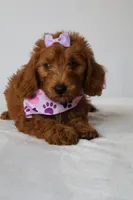 June, a female Goldendoodle for sale in Orlando, FL – 5 of 7