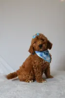 Gracie, a female Goldendoodle for sale in Orlando, FL – 8 of 8