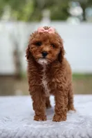 Ruby, a female Miniature Goldendoodle for sale in Orlando, FL – Photo 5 of 7