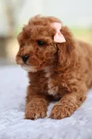 Ruby, a female Miniature Goldendoodle for sale in Orlando, FL – Photo 3 of 7