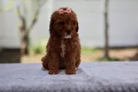 Ruby, a female Miniature Goldendoodle for sale in Orlando, FL – Photo 2 of 7