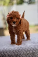 Ruby, a female Miniature Goldendoodle for sale in Orlando, FL – Photo 4 of 7