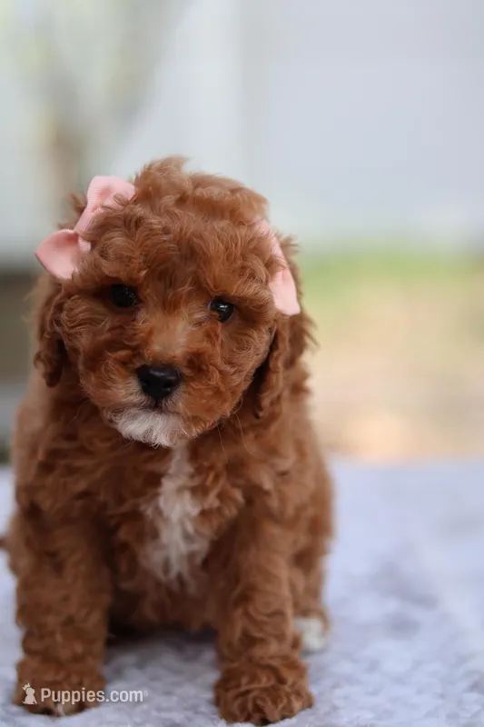 Ruby – Miniature Goldendoodle puppy for sale in Orlando, FL
