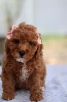 Ruby, a female Miniature Goldendoodle for sale in Orlando, FL – Photo 1 of 7