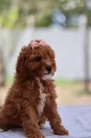 Ruby, a female Miniature Goldendoodle for sale in Orlando, FL – Photo 6 of 7