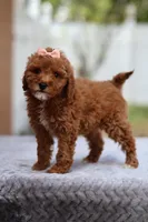 Ruby, a female Miniature Goldendoodle for sale in Orlando, FL – Photo 7 of 7