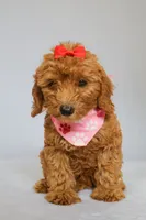 Ruby, a female Goldendoodle for sale in Orlando, FL – 8 of 9