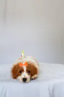 Bubbles, a female Miniature Goldendoodle for sale in Orlando, FL – 4 of 8