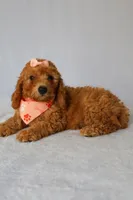 Penny, a female Goldendoodle for sale in Orlando, FL – 4 of 6