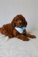 Milo, a male Goldendoodle for sale in Orlando, FL – 6 of 6