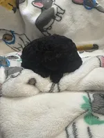 processed/6fc5af39-8af9-490c-b6d2-c378e5e6f1c2/listing/4c5bb828-41a0-43fa-9f1d-c67965bb2393/ad98e7c4-16ec-41ee-a222-2f51e8a353c1